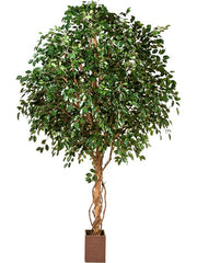Ficus Exotica Artificial Plant Premium Faux 315cm Height Artificial Plants