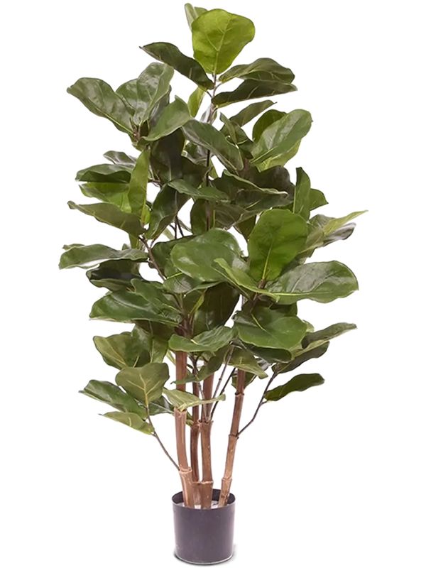 Ficus Lyrata Artificial Plant Premium Faux 105cm Height Artificial Plants