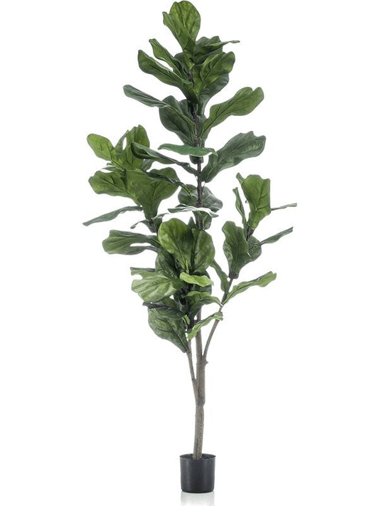 Ficus Lyrata Artificial Plant Premium Faux 150cm Height Artificial Plants