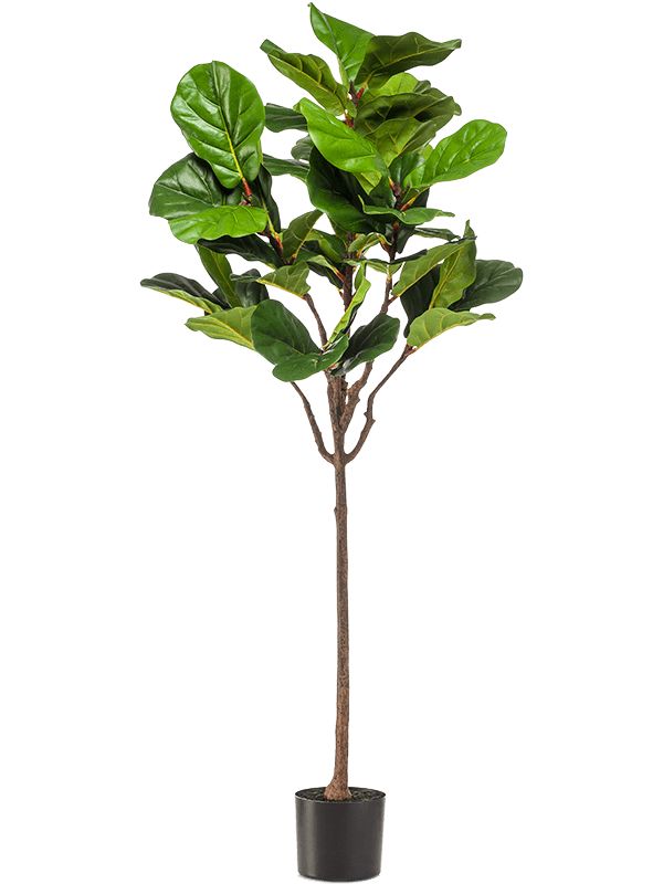 Ficus Lyrata Artificial Plant Premium Faux 155cm Height Artificial Plants