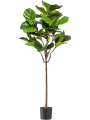 Ficus Lyrata Artificial Plant Premium Faux 155cm Height Artificial Plants