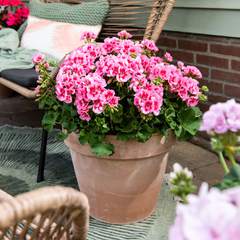 Set of 3 or 6 Large Plants - Geranium Calliope Rose Splash, Ready to Plant in Your Garden