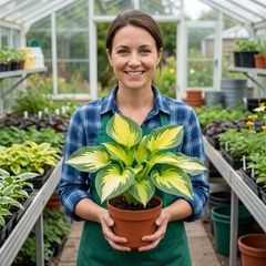 Paul's Glory Plantain Lily, Ready to Plant in Your Garden