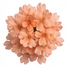 Verbena Magelana Peach Trailing Plants, Summer Bedding Flowers, Hanging Basket & Garden Ready, 10.5cm Root Ball