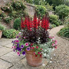 Lobelia Starship Bronze Leaf Upright Hardy Perennial Plants, Garden Ready, 1 Litre Root Ball