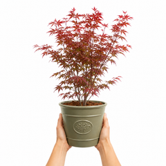 3 Litre Red Acer Tree, Japanese Maple Plant, Nursery Pots