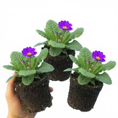 Primrose ‘Queen Neon Violet’ Hardy Perennial Plants, Bee Friendly Spring Flowering, Outdoor Garden Ready, 1 Litre Root-Ball