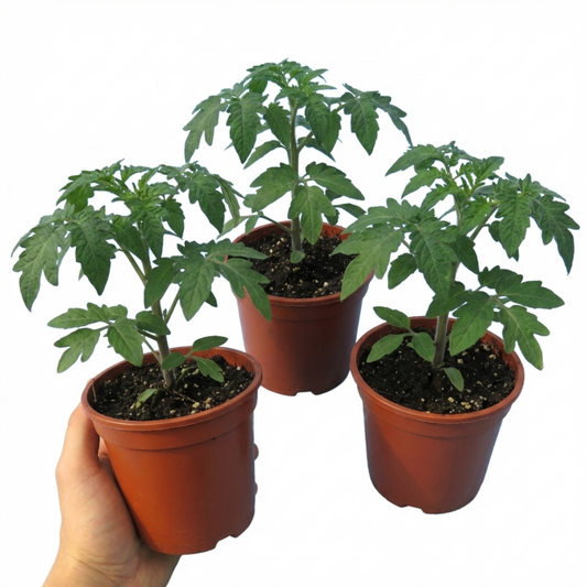 Set of 3 or 6 Large Plants - Tomato Bush Steak (Megabyte), Ready to Plant in Your Garden