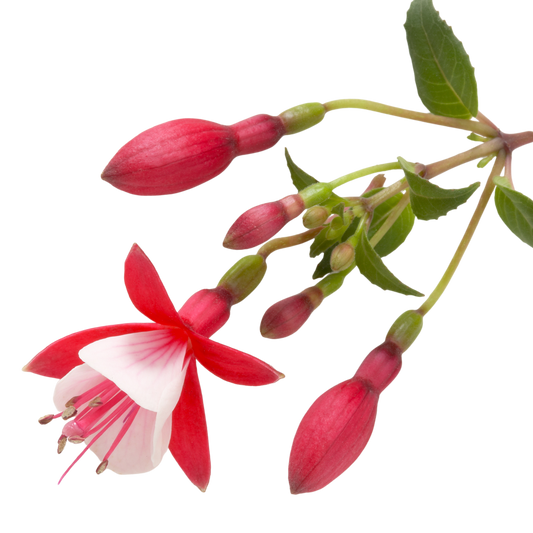 Fuchsia Diva Red and White | 3 or 6 1L Pots