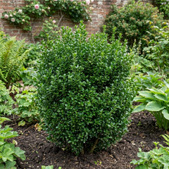 Euonymus Microphyllus Hardy Evergreen Hedge Plant, Buxus Alternative Garden Shrub, 26cm Root Ball