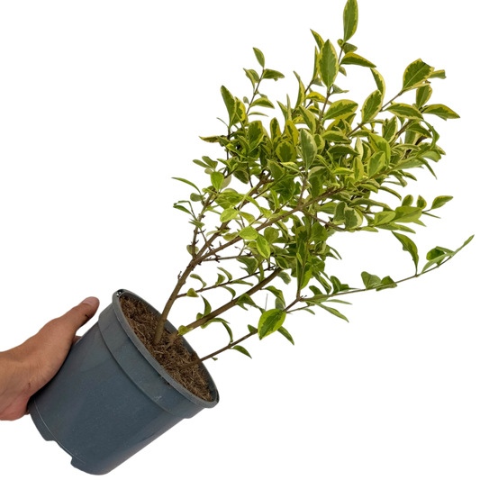 Ligustrum Aureum