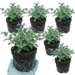 Set of 3 or 6 Nepeta Faassenii Catmint Plants, Hardy Perennial, Bee Friendly Blue Flowering Plants, Outdoor Garden Ready, 1 Litre Root-Ball