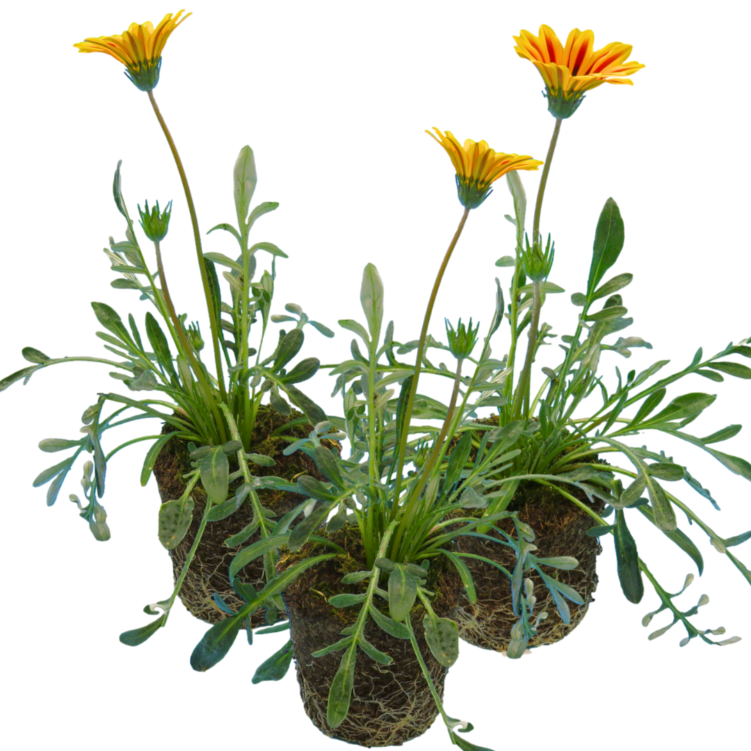 Gazania Kiss Orange Flame | 3 or 6 1L Pots