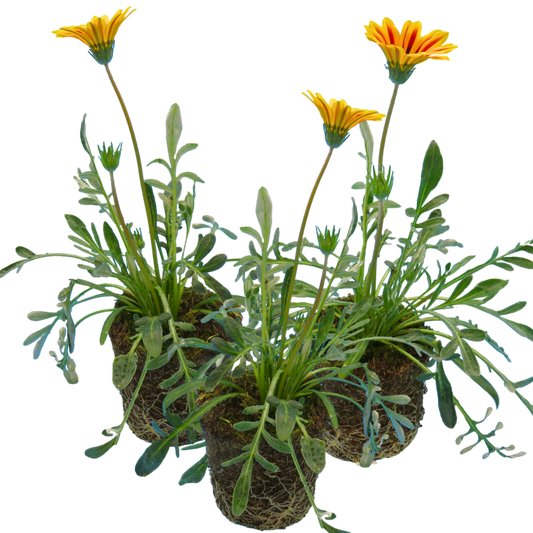 Gazania Kiss Orange Flame | 3 or 6 1L Pots