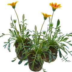 Gazania Kiss Orange Flame | 3 or 6 1L Pots