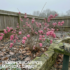 Symphoricarpos Magical Candy, Outdoor Garden Ready, 3L Pot