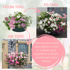 7 Colour Coordinated Plants - Bridal Bouquet Theme Speedplanter, Garden Ready