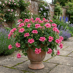 1 Geranium Calliope Rose Splash Plant, Premium Summer Bedding, Garden Ready, 5 Litre Root Ball