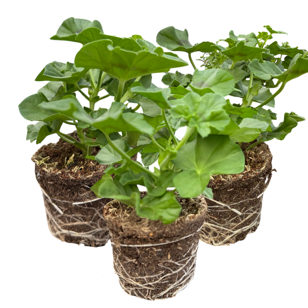 Geranium Sunflair Linda Pink | 3 or 6 1L Pots