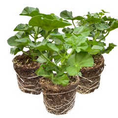 Geranium Sunflair Linda Pink | 3 or 6 1L Pots
