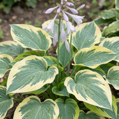 First Frost Plantain Lily, Ready to Plant in Your Garden