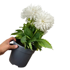 1 Large Plant - Dahlia Maggiore White, Ready to Plant in Your Garden, 3L Pot