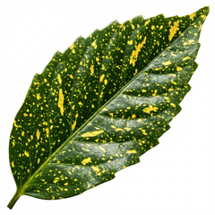 Aucuba Japonica Crotonifolia Gold Dust Spotted Laurel, Hardy Evergreen Shade Shrub, 7.5L Root-Ball
