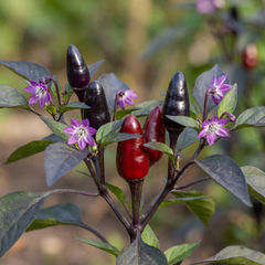 Set of 3 or 6 Large Chilli Pepper Plants - Zimbabwe Black, Ready to Plant in Your Garden
