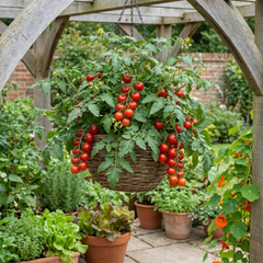 Set of 3 or 6 Large Plants - Tomato Cherry Falls Variety, Ready to Plant in Your Garden