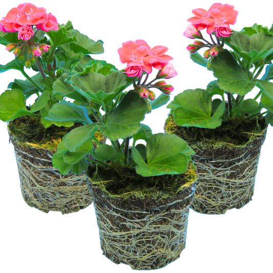 Pelargonium Toscana Castello Tammo / Smart Nina | 3 or 6 1L Pots