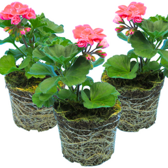 Pelargonium Toscana Castello Tammo / Smart Nina | 3 or 6 1L Pots