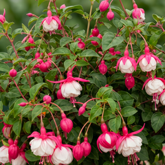 1 Large Plant - Upright Fuchsia Fuchsita Red & White, Outdoor Garden Ready, 2L