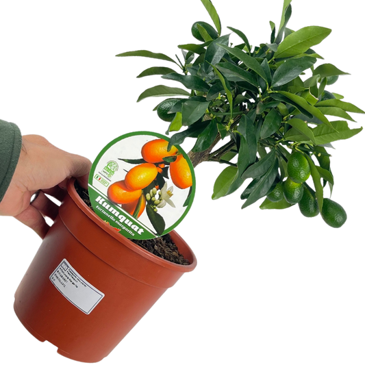 Mini Kumquat | 2L Pot