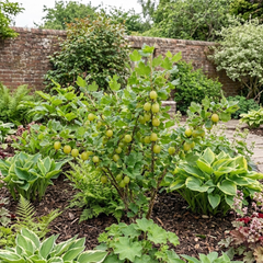 Gooseberry Invicta Bush, Hardy Self Fertile Fruit Plant, Easy Grow Disease Resistant, 2 Litre Root Ball