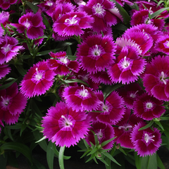Dianthus Violet | 3 or 6 Plants
