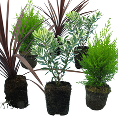 Cupressus Wilma, Cordyline Red Star & Hebe Varigata Mix | 3 or 6 1L Pots