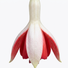 1 Large Plant - Upright Fuchsia Fuchsita Red & White, Outdoor Garden Ready, 2L