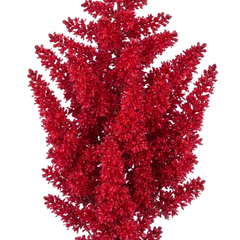 1 Large Plant - Astilbe Music Series Red, Ready to Plant in Your Garden, 5L Pot