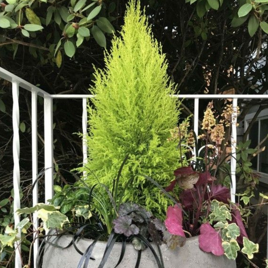 Cupressus Wilma | 3 or 6 1L Pots