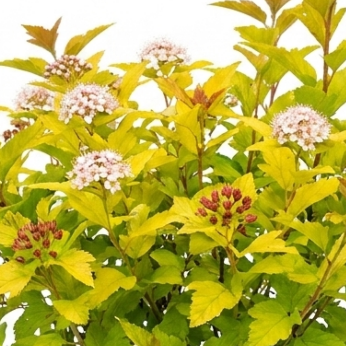 1 Physocarpus Raspberry Lemonade Ninebark Plant, Hardy Flowering Shrub, 3 Litre Root Ball