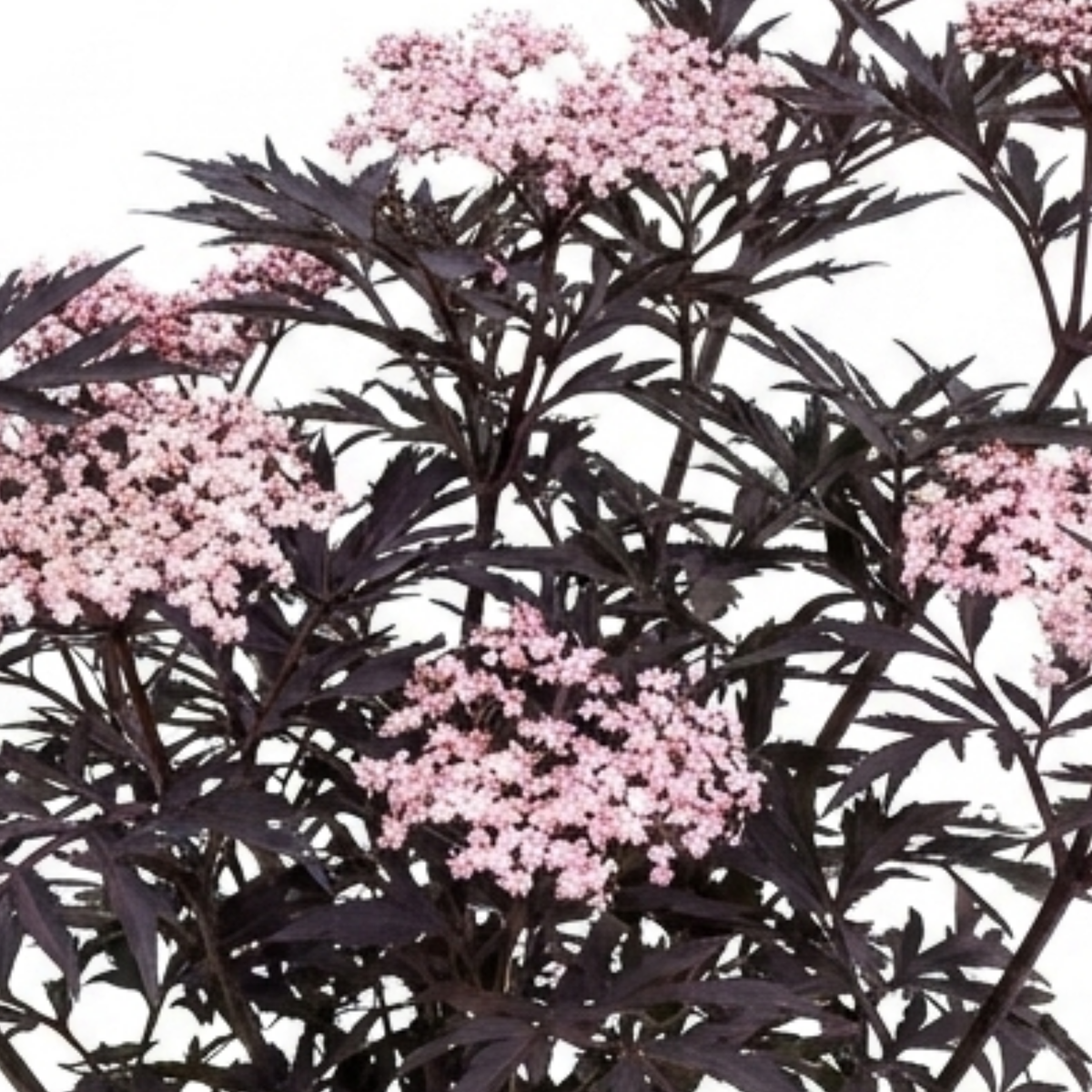 1 Sambucus Nigra Black Lace Elderberry Plant, Outdoor Hardy Perennial Garden Shrub, 3 Litre Root Ball