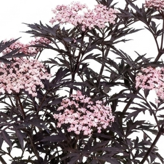 1 Sambucus Nigra Black Lace Elderberry Plant, Outdoor Hardy Perennial Garden Shrub, 3 Litre Root Ball
