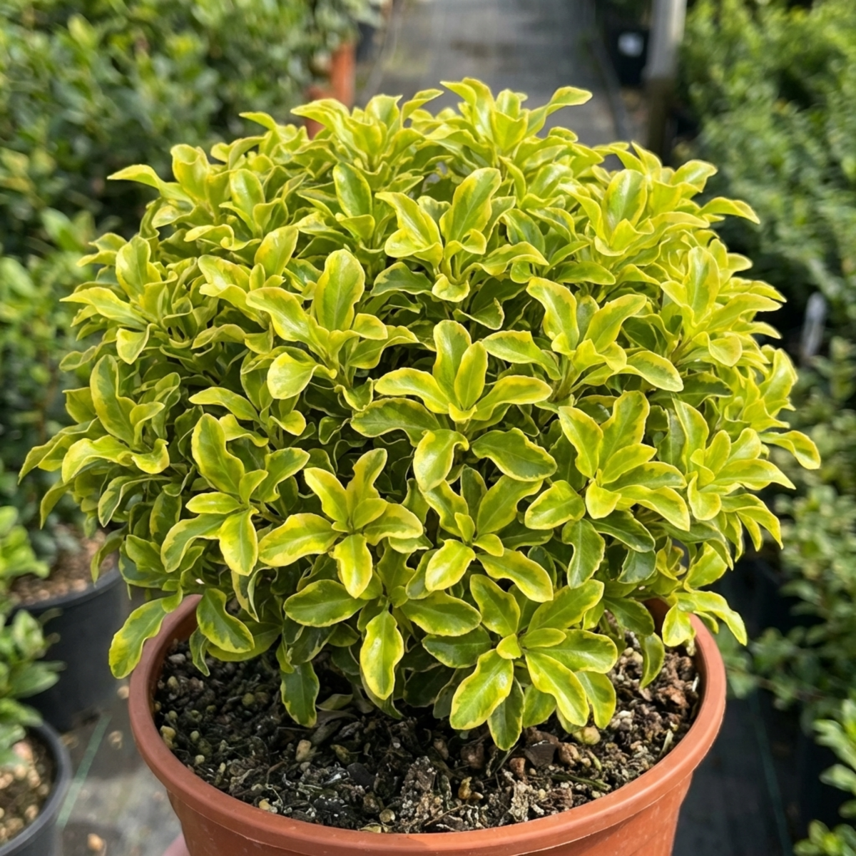 Pittosporum Tenuifolium Golden Ball, Hardy Evergreen Shrub for Garden, Litre Root Ball