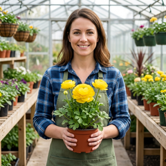 Ranunculus Vortex Lemonade Persian Buttercup Plants, Hardy Yellow Perennials, Spring & Autumn Flowering, Outdoor Garden Ready, 1 Litre Root-Ball