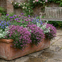 Thymus Precompa Thyme Herb Plants, Hardy Perennial Culinary Herb, Outdoor Garden Ready, 1 Litre Root-Ball