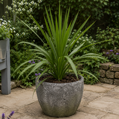 3 Cordyline Australis Plants, Hardy Evergreen, 9cm Pots
