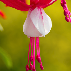 Fuchsia Snowcap | 2L Pot