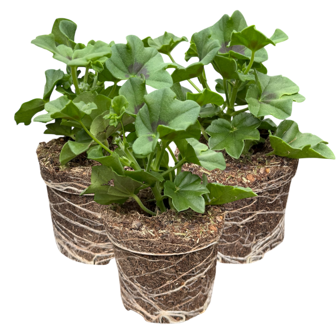 Geranium Trailing Blanche Roche | 3 or 6 1L Pots