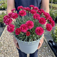 1 Cottage Pink Dianthus Sugar Raspberry, Hardy Summer Flowering Perennial, Garden Ready, 5L Root Ball