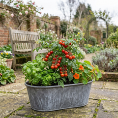 Set of 3 or 6 Large Plants - Tomato Veranda Red Variety, Ready to Plant in Your Garden